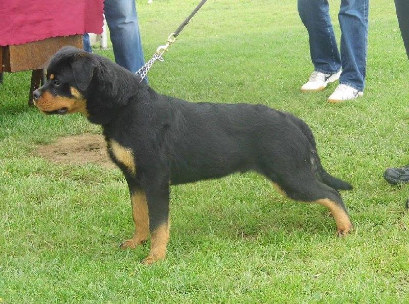 Rottweiler Keljo Saetta Negri Rott Id 107068