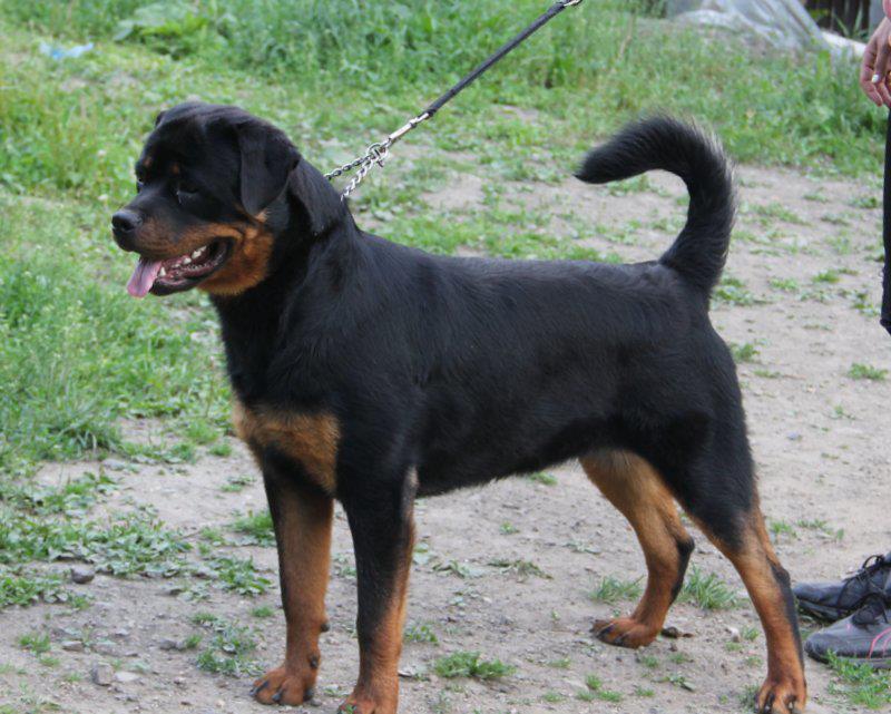 rottweiler house