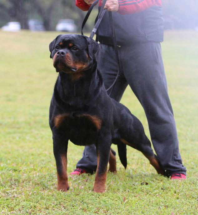 Rottweiler Ajax Von Haus Drazic Id 154588