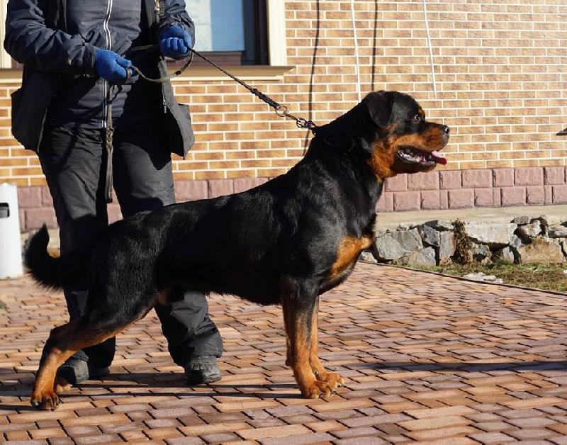 rottweiler house