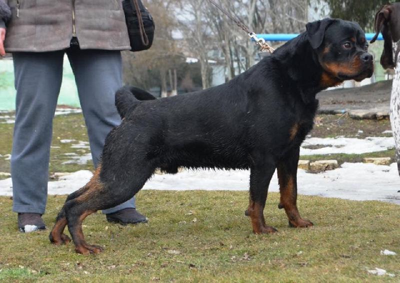 Rottweiler Ksaver Top Black Id 156238