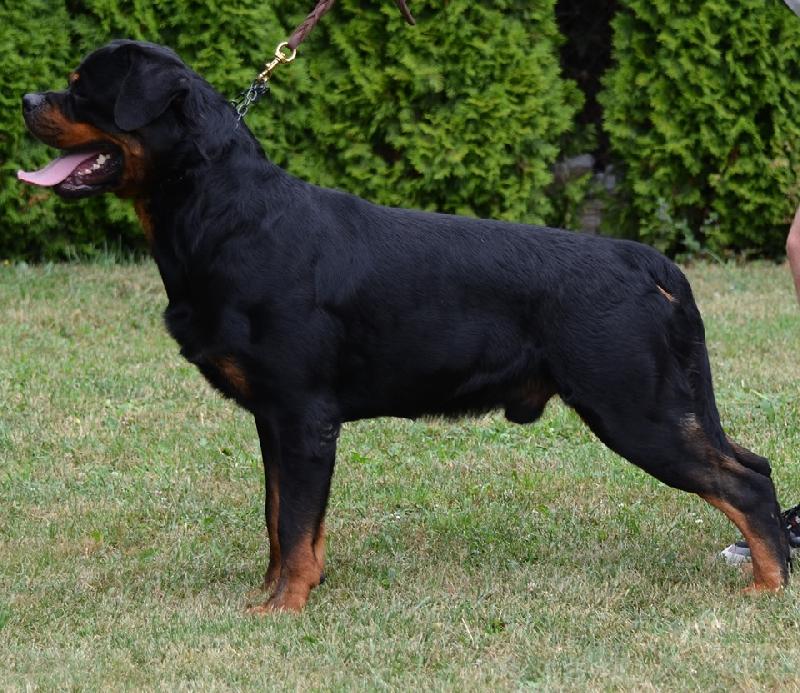 Rottweiler Mike Tyson Vom Zecwald Id 159913