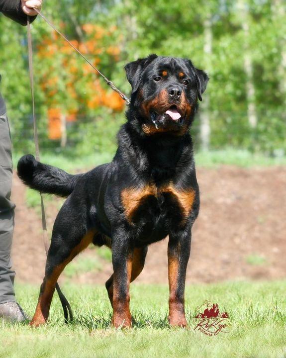 Rottweiler Dick Vom Hause Anin Id 160137