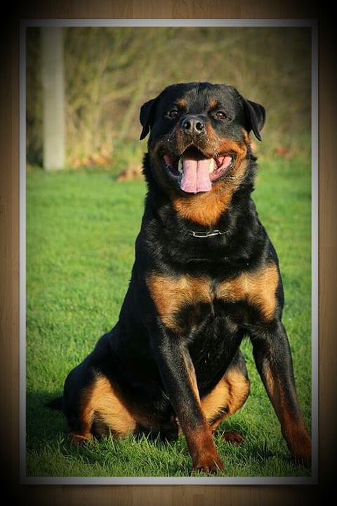 Penis rottweiler Penis Crowning