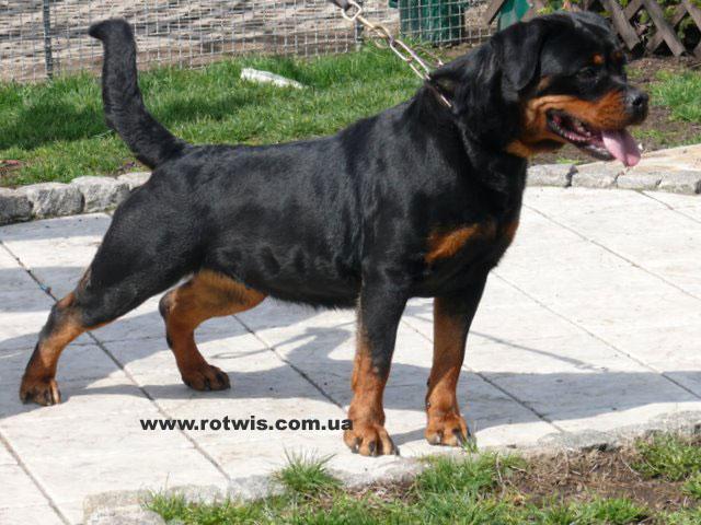 rottweiler house