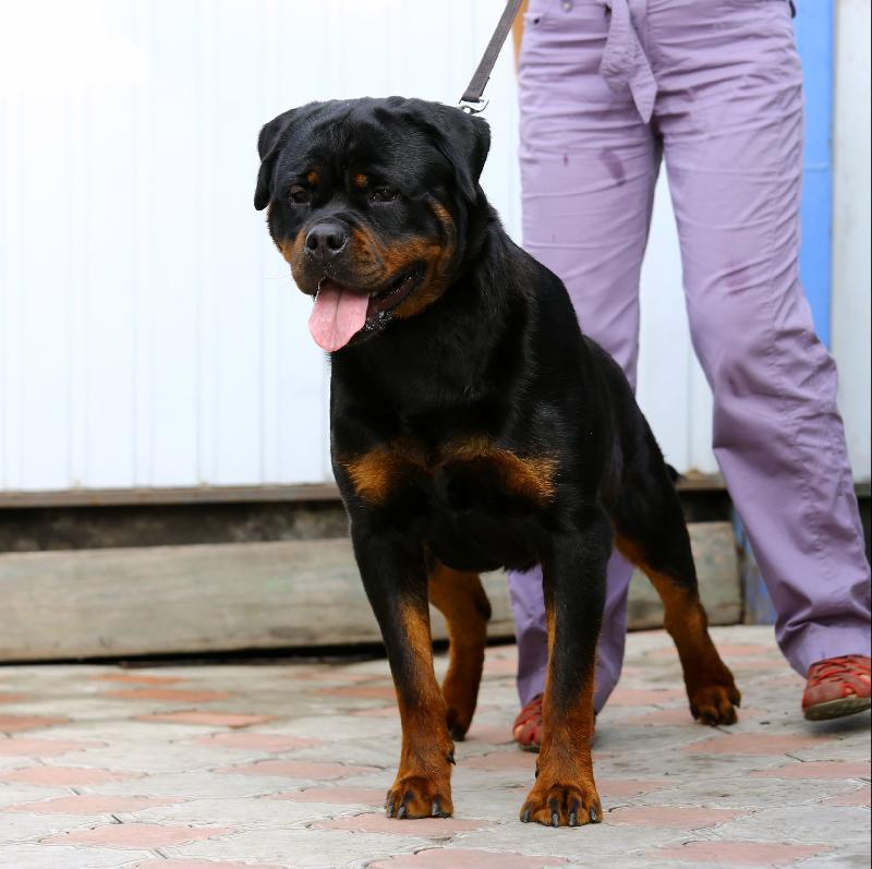 rottweiler house