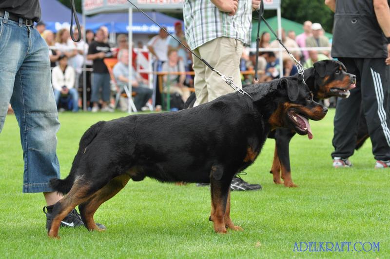 Rottweiler Uno Vom Hause Enzian Id 86298