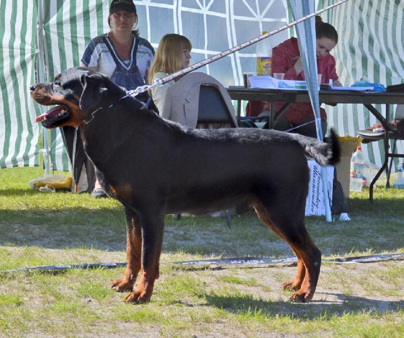http://www.rottweiler-info.ru/showsphoto.php?id=36988&amp;n=218&amp;s=800