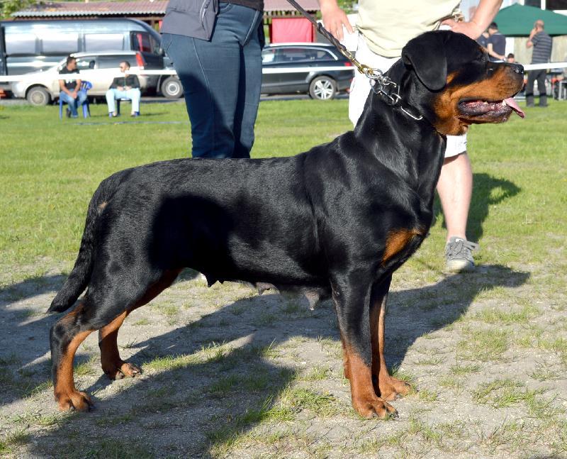 http://www.rottweiler-info.ru/showsphoto.php?id=48396&amp;n=218&amp;s=800