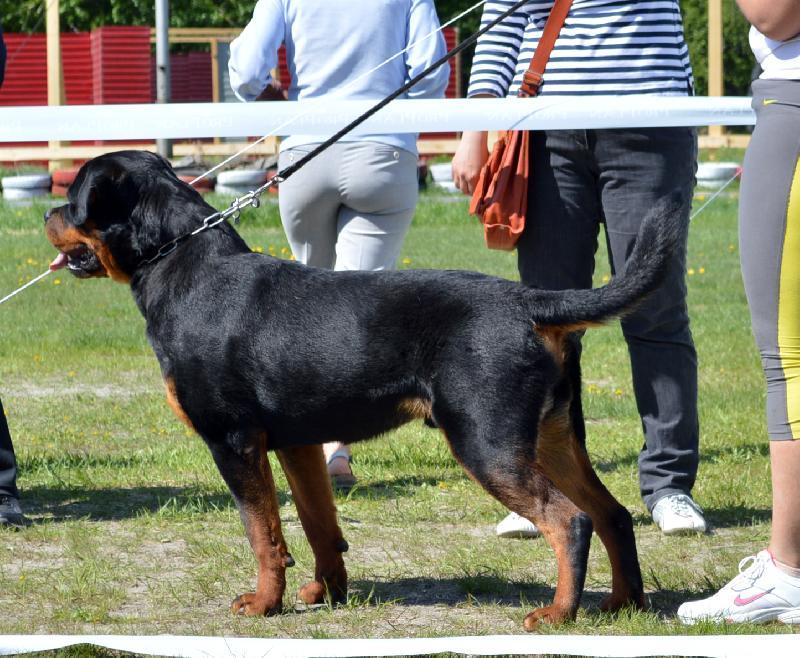 http://www.rottweiler-info.ru/showsphoto.php?id=49176&amp;n=218&amp;s=800