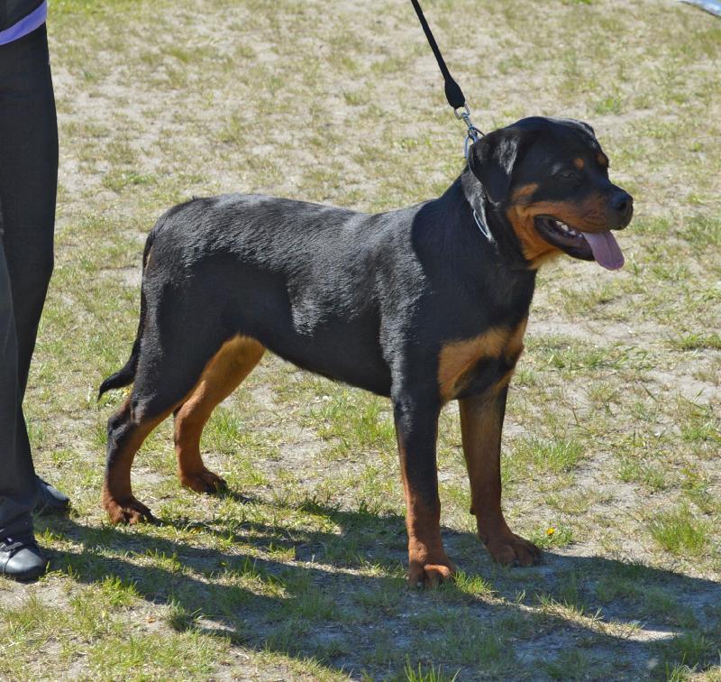 http://www.rottweiler-info.ru/showsphoto.php?id=68259&amp;n=218&amp;s=800